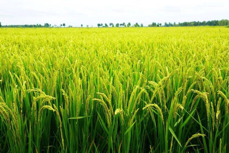 稻米种植新趋势:从传统到现代化
