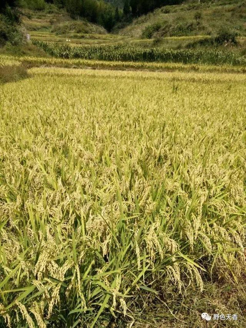 走进浙江大米的世界:传统与现代的完美融合